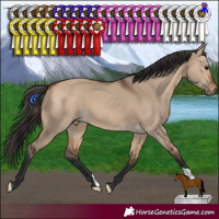 Horse Color:Bay Dun 