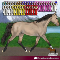 Horse Color:Bay Dun 