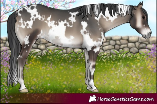 Horse Color:White Spotted Blue Onyx 