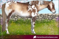 Horse Color:White Spotted Liver Red Onyx