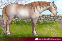Horse Color:Gray Gold Champagne Ice