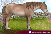 Horse Color:Black Pearl