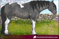 Horse Color:Black Ice Tobiano Rabicano 