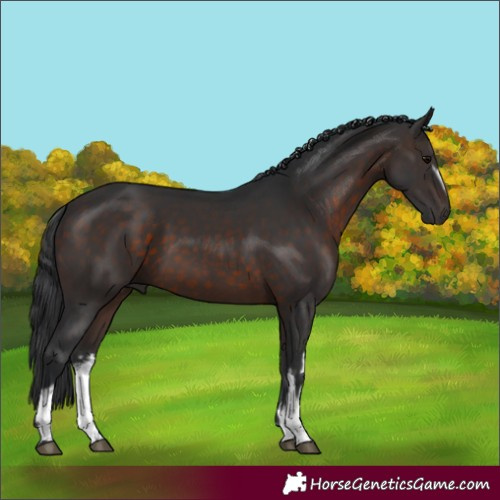 Horse Color:White Spotted Brown