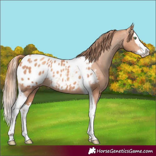 Horse Color:Gold Champagne Splash Tobiano Appaloosa Rabicano 