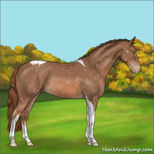 Horse Color:Red Roan Tobiano Appaloosa Rabicano
