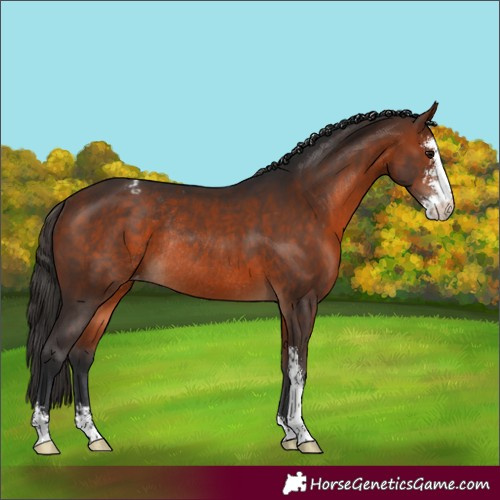 Horse Color:Bay Sabino Varnish Rabicano