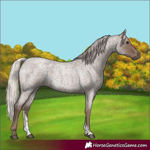 Horse Color:Silver Blue Roan Sabino Rabicano 