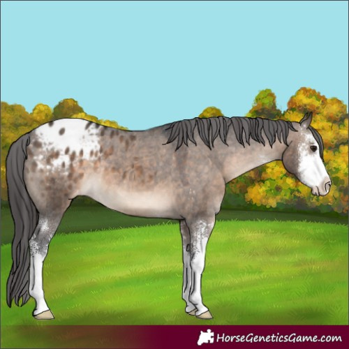 Horse Color:Brown Dun Sabino Appaloosa