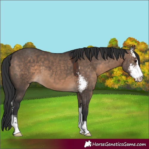 Horse Color:Brown Dun Sabino 