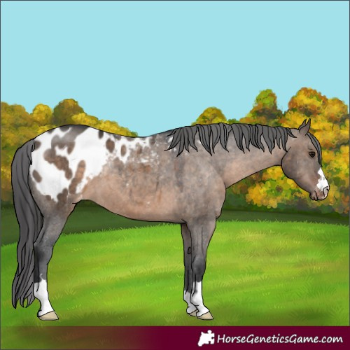 Horse Color:Brown Dun Appaloosa 