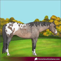 Horse Color:Brown Dun Blanket 