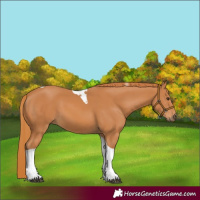 Horse Color:Chestnut Tobiano