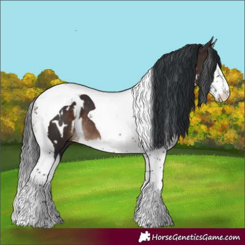 Horse Color:White Spotted Brown Splash Tobiano 