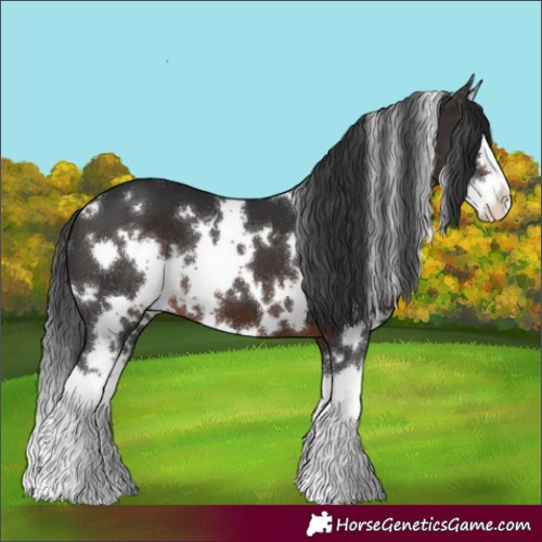 Horse Color:White Spotted Brown Splash 
