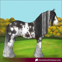 Horse Color:White Spotted Brown Splash