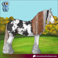 Horse Color:White Spotted Liver Chestnut Splash 