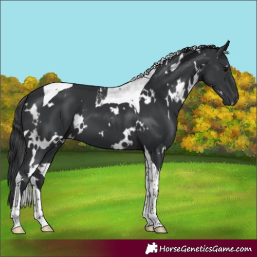 Horse Color:White Spotted Black Tobiano 