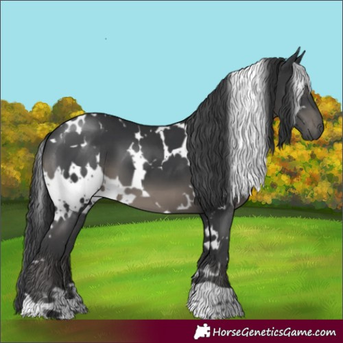 Horse Color:White Spotted Black