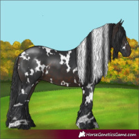 Horse Color:White Spotted Brown 