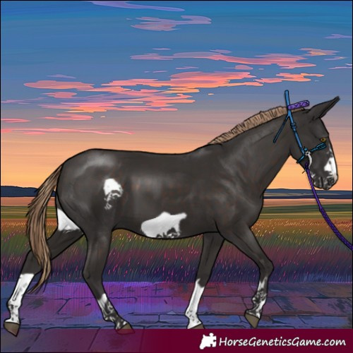 Horse Color:Liver Chestnut Frame 