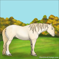 Horse Color:Buckskin Roan Pearl  and Buckskin Roan Pearl 