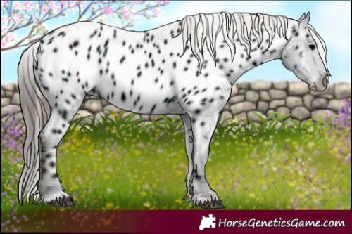 Horse Color:Midnight Black Appaloosa