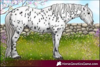 Horse Color:Midnight Black Near Leopard
