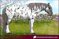 Horse Color:Midnight Brown Tobiano Near Leopard Rabicano 