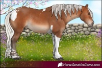 Horse Color:Silver Brown Tobiano Rabicano