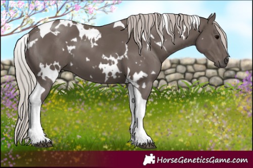 Horse Color:White Spotted Silver Black Tobiano 