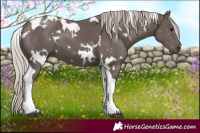 Horse Color:White Spotted Silver Black Tobiano 