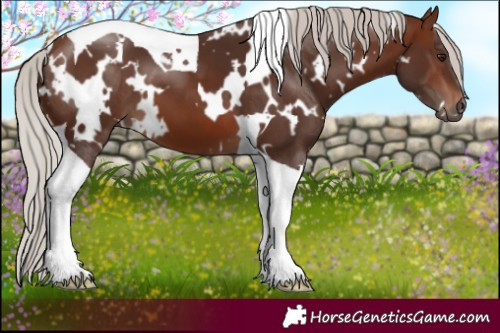 Horse Color:White Spotted Silver Brown Tobiano 