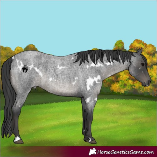 Horse Color:White Spotted Blue Roan 