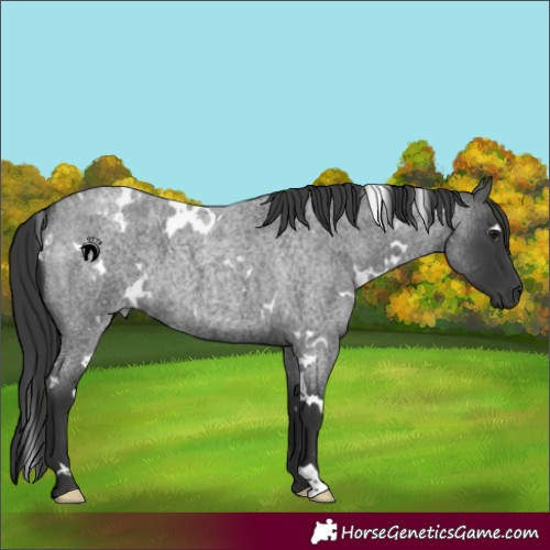 Horse Color:White Spotted Blue Roan 