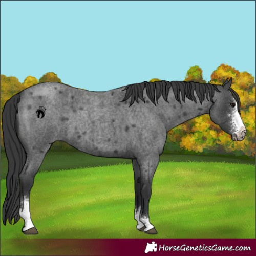 Horse Color:Blue Roan Sabino 