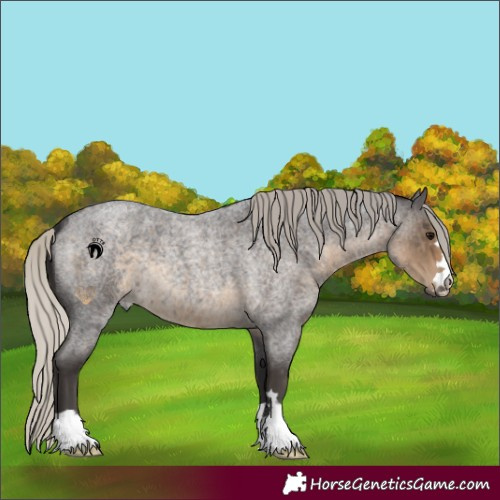 Horse Color:Silver Smoky Blue Roan 