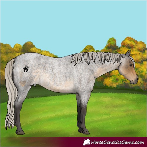 Horse Color:Silver Smoky Blue Roan 