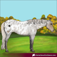 Horse Color:Silver Smoky Blue Roan Near Leopard 