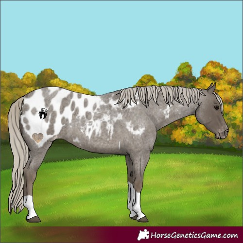 Horse Color:Silver Smoky Blue Roan Tobiano Appaloosa 