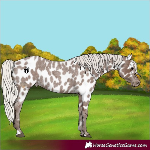 Horse Color:Silver Blue Roan Appaloosa 