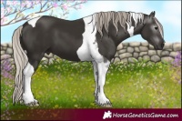 Horse Color:Gray Silver Black Tobiano 