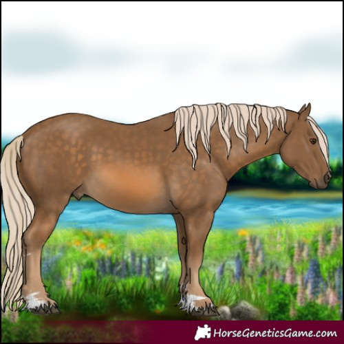 Horse Color:Chocolate Palomino 