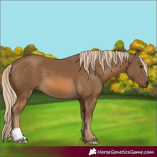 Horse Color:Unknown 
