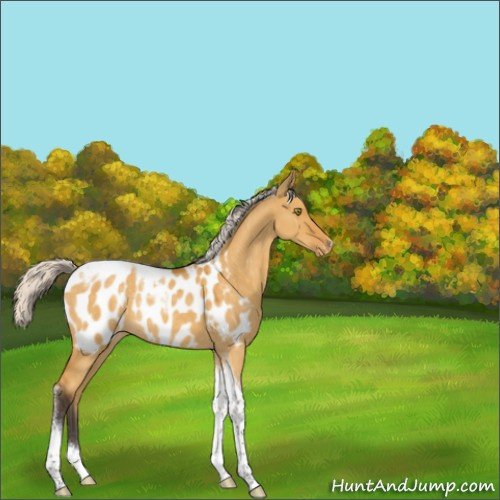 Horse Color:Silver Buckskin Dun Tobiano Appaloosa Rabicano 