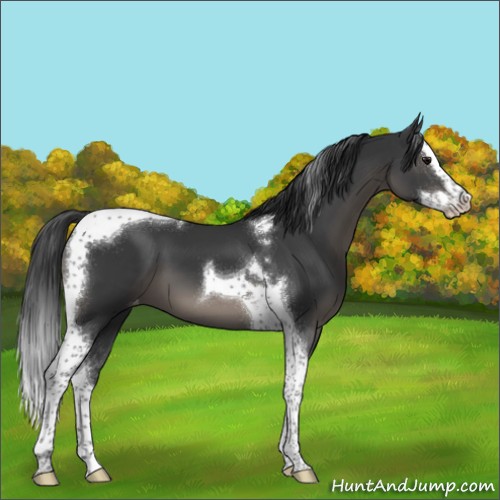 Horse Color:Black Splash Tobiano Appaloosa 