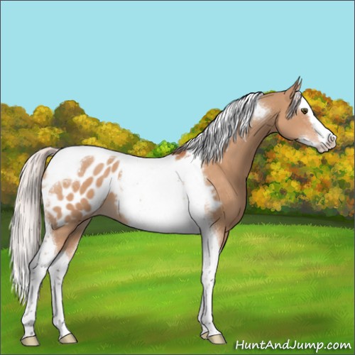 Horse Color:Silver Bay Dun Splash Tobiano Appaloosa 