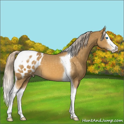 Horse Color:Palomino Splash Tobiano Appaloosa 