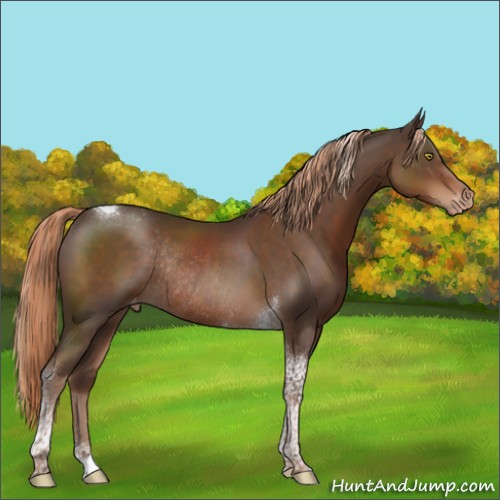 Horse Color:Liver Chestnut Tobiano Appaloosa Rabicano 