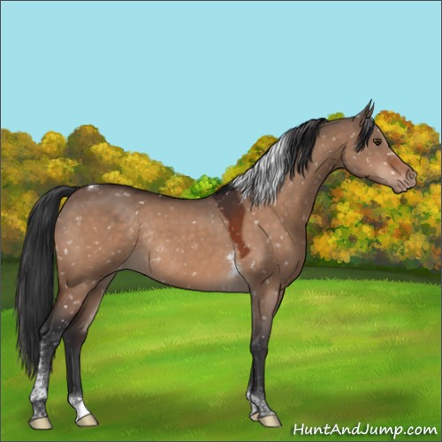 Horse Color:Brown Dun Tobiano Appaloosa Rabicano 